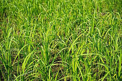 高能电玩节：横板动作游戏《听风者也》新实机演示