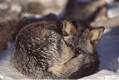 《双点博物馆》首个DLC发布！7月17日上线